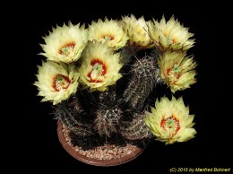 Echinocereus papillosus 1483